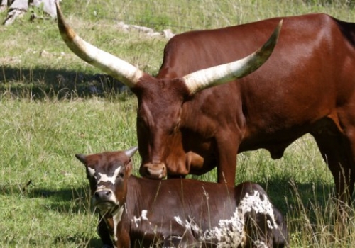 watusi with youn.jpg