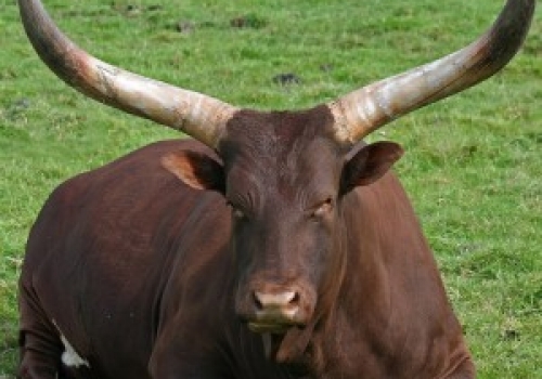 watusi21-300x300.jpg