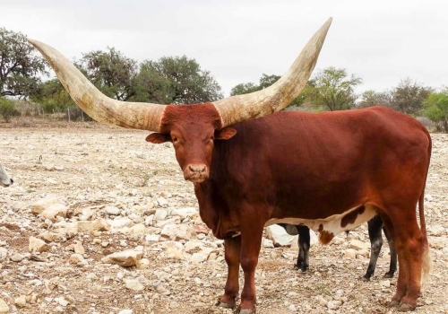 watusi-hunts-1024x768.jpg
