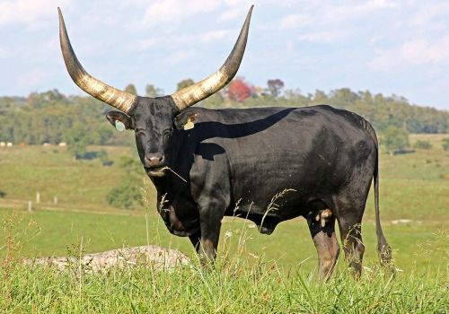 y_7803Ankole-Watusi.jpg
