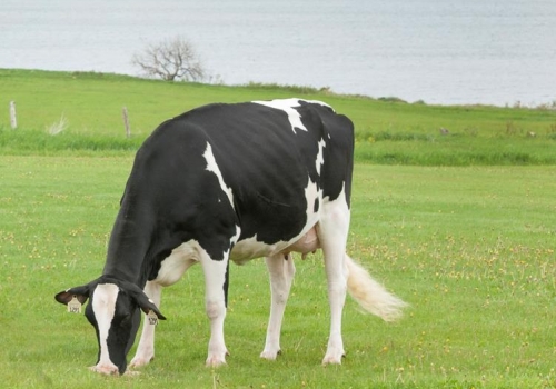 FARNEAR-TBR-BH CASH-O ET (VG-86) - MÃE DUPONT (2).jpg