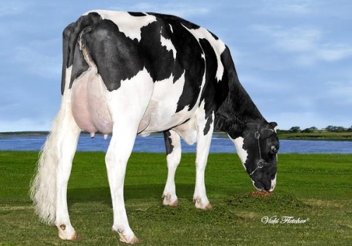 FARNEAR-TBR-BH CASH-O ET (VG-86) - MÃE DUPONT (3).jpg