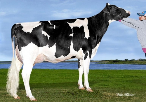 FARNEAR-TBR-BH CASH-O ET (VG-86) - MÃE DUPONT.jpg