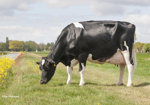 ALH WILLIE EVEL´S WILLIE 1 ET (MB-88) - BISAVÓ KENTUCKY.jpg