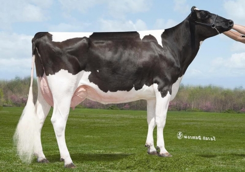 SULLY PLANET MANITOBA ET (MB-85) - BISAVÓ SAXOFON.jpg