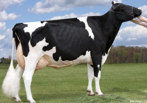 REGANCREST CINDERELLA (EX-92) – BISAVÓ.jpg