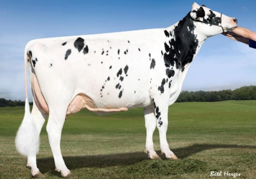 MS CHASSITY SNOWMAN CLEA-ET (EX-90) - MÃE.jpg
