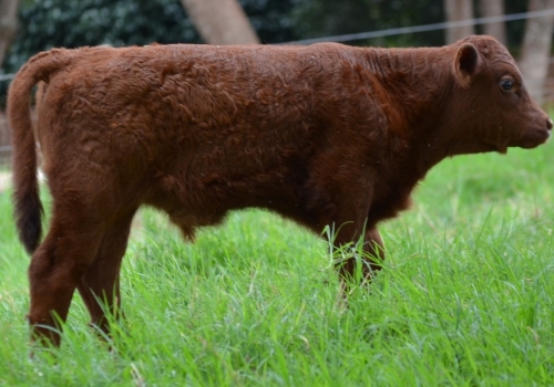 FILHO - BURITI DA PALMIRA 005