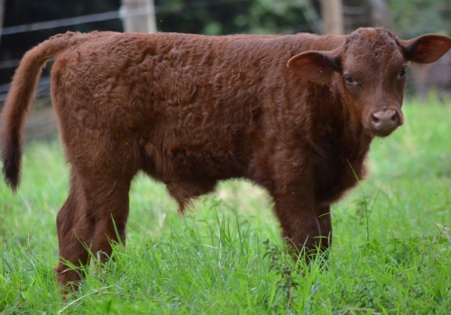 FILHO - BURITI DA PALMIRA 005