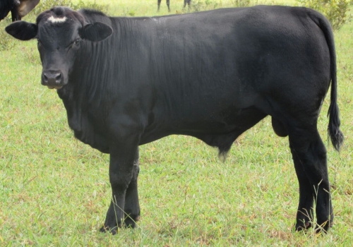 Progênies Doberman (2).jpg