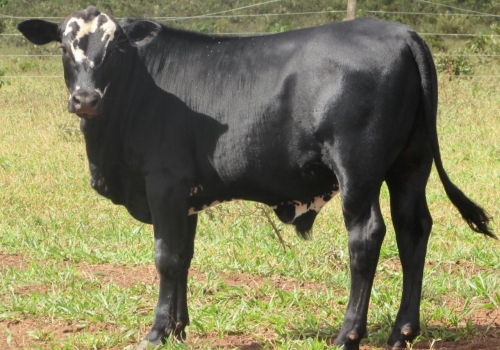 Progênies Doberman (3).jpg