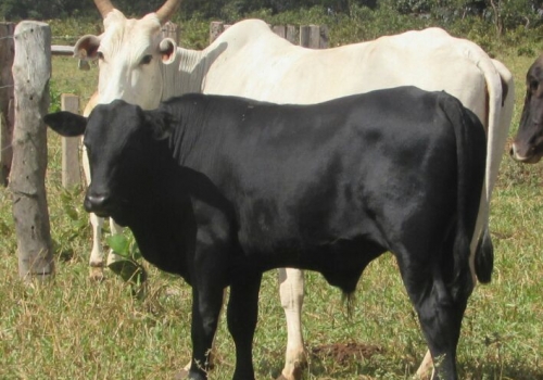 Progênies Doberman (4).jpg