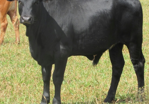 Progênies Doberman (5).jpg