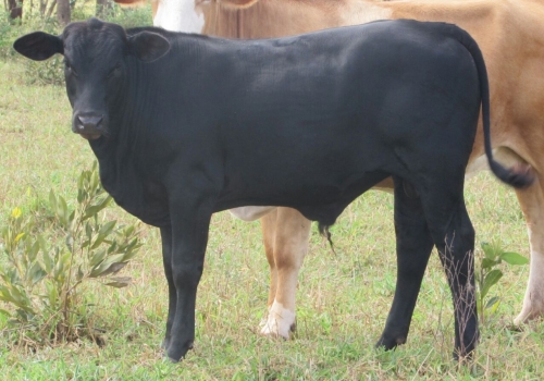 Progênies Doberman (7).jpg