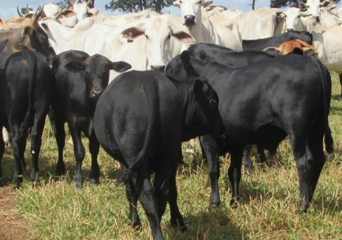 Progênies Doberman (9).jpg