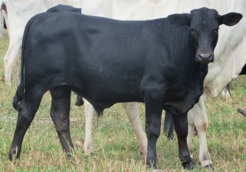 Progênies Doberman (10).jpg