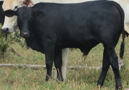 Progênies Doberman (11).jpg