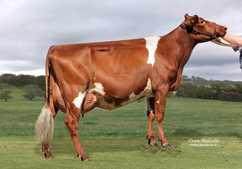 Blackwood Park Buttercup 232 VG88_Irmã Materna Butternut