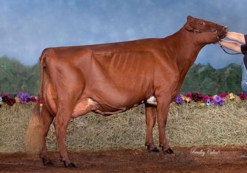 Blackwood Park Laurel 90 VG88_Irmã materna