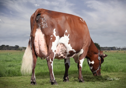 Waikato Farm Primula 3628 EX92_Irmã materna