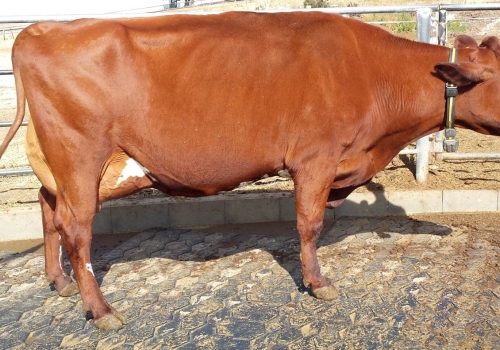 Blackwood Park Laurel 90 VG 88_IRMA MATERNA BUTTERNUT_Fazenda.jpg