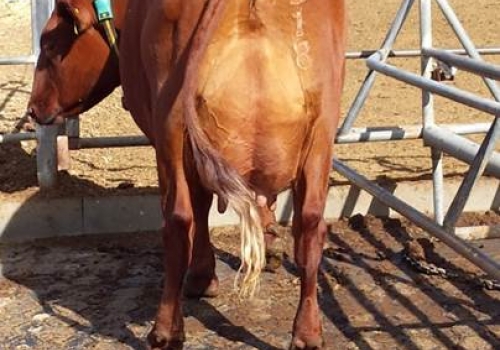 Blackwood Park Laurel 90 VG 88_IRMA MATERNA BUTTERNUT_Fazenda_UBERE.jpg