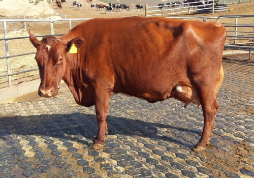 Blackwood Park Thelma 77 VG89_IRMA MATERNA BUTTERNUT.jpg