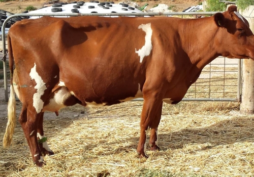 Glenbrook Dainty 2 VG87_Irma da mae Hunt.jpg
