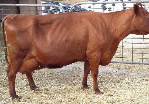 Glenhaven Thorn 20 GP84_Irma da mae Hunt.jpg