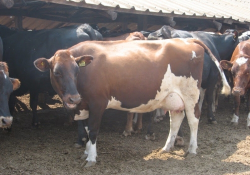 FILHA EM VACA JERSEY