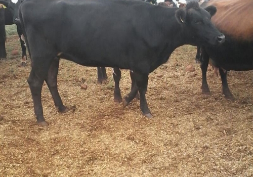 FILHA EM VACA JERSOLANDO