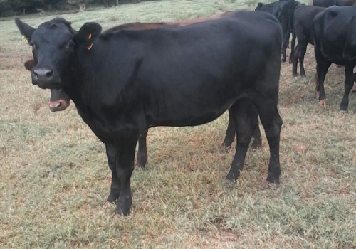 FILHA EM VACA JERSOLANDO