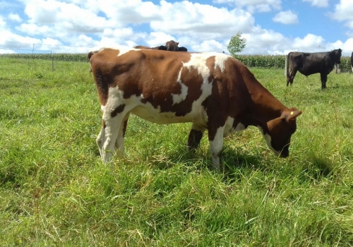FILHA 1/2 SANGUE HOLANDÊS