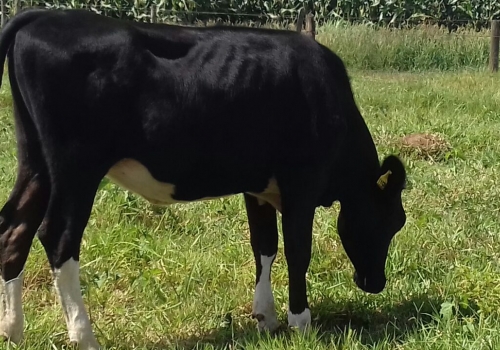 FILHA 1/2 SANGUE HOLANDÊS