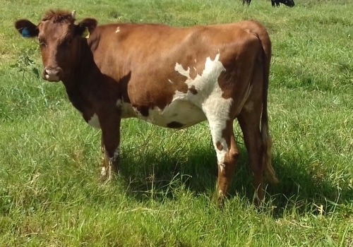 FILHA 3/4 EM VACA HOLANDESA