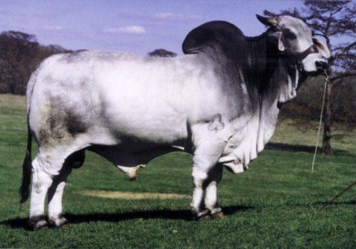 JDH SIR LIBERTY MANSO - BISAVÔ PATERNO