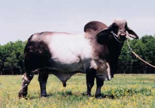 MR. TD WEST 270 - AVÔ MATERNO