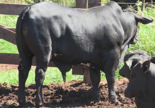 PROGÊNIE - 13 MESES