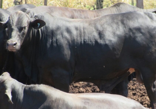 PROGÊNIE - 13 MESES