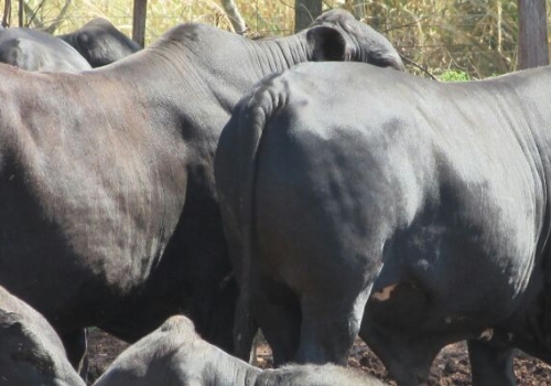 PROGÊNIE - 13 MESES