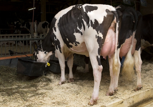 FLH SEAVER NINA VG85_IRMÃ MATERNA DA AVÓ DO SALTOKI.jpg