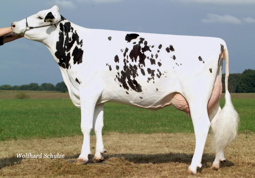 NENA 334 VG87_Bisavo Saltoki.jpg