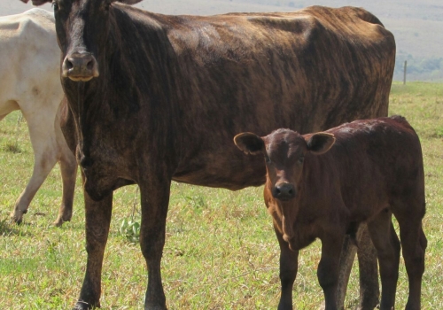 Progênie ENIGMATIC com 20 dias (2).jpg