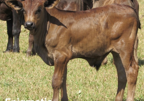 Progênie ENIGMATIC com 20 dias (3).jpg