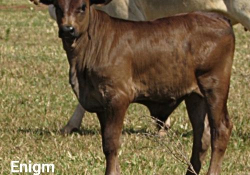 Progênie ENIGMATIC com 20 dias (6).jpg