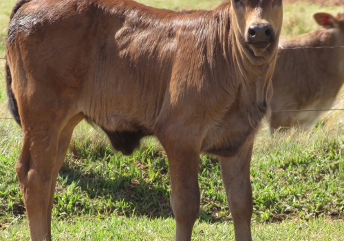 Progênie ENIGMATIC com 20 dias (10).jpg