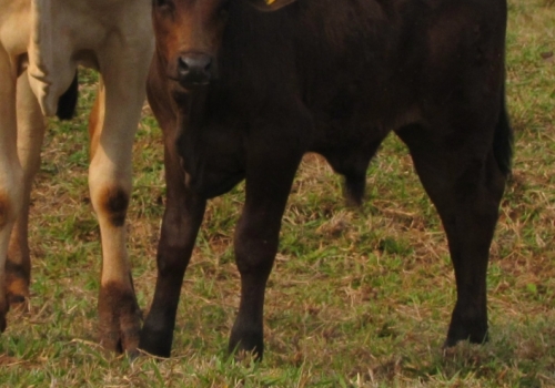 Progênies PICADOR com 30 dias (1).jpg