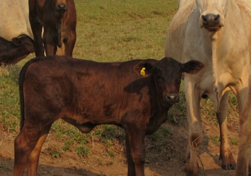 Progênies PICADOR com 30 dias (2).jpg