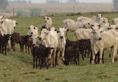 Progênies PICADOR com 30 dias (4).jpg