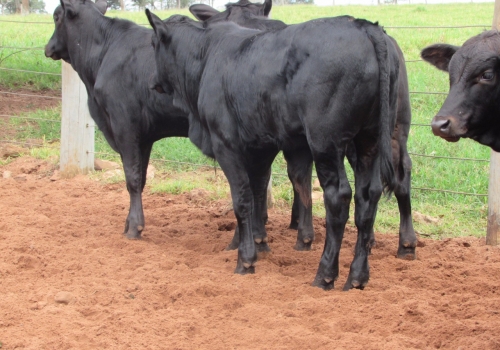 Progênies PICADOR com 135 dias (2).jpg